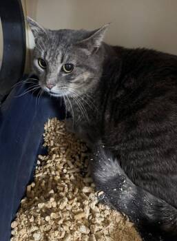 Tiger Cats Available for Adoption - COSMO | PetCurious