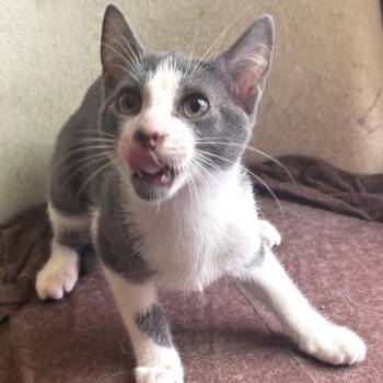 Domestic Short Hair Cats Available for Adoption in Durham, North Carolina - Greybee | PetCurious