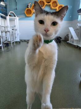 Timone -  Domestic Short Hair Cat Available for Adoption in Ionia, Michigan - Timone | PetCurious