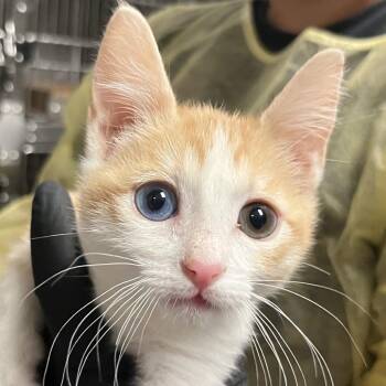 Asami -  Domestic Short Hair Cat for Adoption in Palm Springs, California - Asami | PetCurious