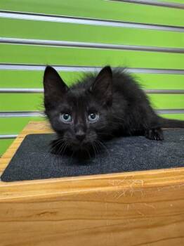 TARZAN -  Domestic Medium Hair Cat for Adoption in St. Peters, Missouri - TARZAN | PetCurious