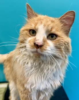 Creamsicle -  Domestic Long Hair Cat for Adoption in Frewsburg, New York - Creamsicle | PetCurious