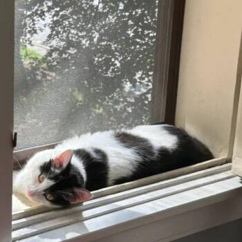 Frankie -  Domestic Short Hair Cat for Adoption in Evanston, Illinois - Frankie | PetCurious