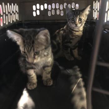 Salsa -  Domestic Short Hair Cat for Adoption in Brentwood, Missouri - Salsa | PetCurious