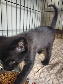 Domestic Short Hair Cats Available for Adoption in Albemarle, North Carolina - Wylie | PetCurious