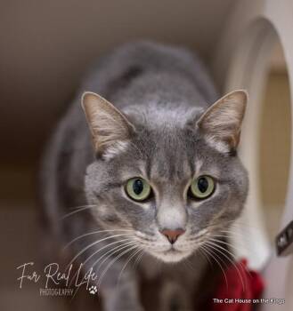 Thor -  Tabby Cat for Adoption in Parlier, California - Thor | PetCurious