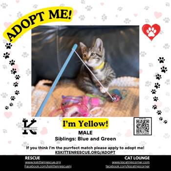 Yellow -  Domestic Short Hair Cat for Adoption in OSBORNVILLE, New Jersey - Yellow | PetCurious