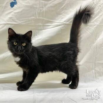 Jaspar -  Domestic Long Hair Cat for Adoption in Washington, District Of Columbia - Jaspar | PetCurious