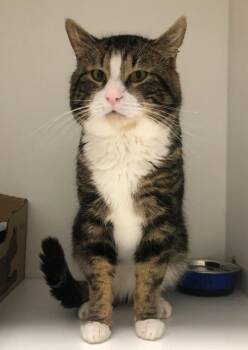 Domestic Short Hair Cats Available for Adoption - Lionel Cat 7 | PetCurious