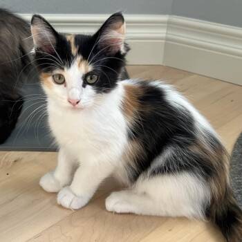 Callisto -  Domestic Medium Hair and Domestic Short Hair Cat for Adoption in Woodinville, Washington - Callisto | PetCurious