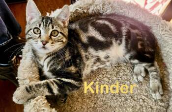 Domestic Short Hair Cats Available for Adoption - Kinder | PetCurious