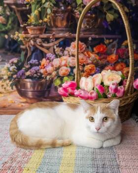 Domestic Short Hair Cats Available for Adoption in Lapeer, Michigan - Hillbilly | PetCurious