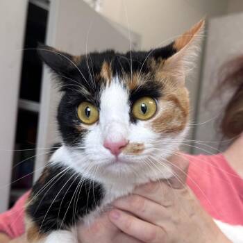 Domestic Short Hair Cats Available for Adoption in Columbiana, Alabama - Lilly | PetCurious