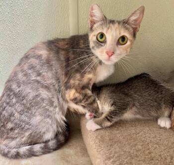 Katarina -  Domestic Short Hair Cat for Adoption in Cambria, California - Katarina | PetCurious
