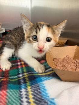 Kyoko -  Domestic Short Hair Cat for Adoption in Hartsville, South Carolina - Kyoko | PetCurious