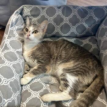 Sheeba -  Extra Toes Cat Hemingway Polydactyl Cat for Adoption in Port Richey, Florida - Sheeba | PetCurious
