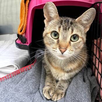 Piper (c2026) -  Domestic Short Hair Cat for Adoption in Skokie, Illinois - Piper (c2026) | PetCurious