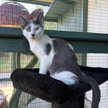 Domestic Short Hair Cats Available for Adoption - Coal | PetCurious