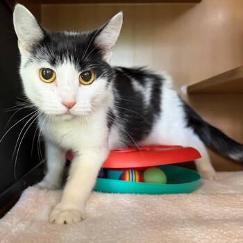 Amelia -  Domestic Short Hair Cat for Adoption in Middlebury, Vermont - Amelia | PetCurious