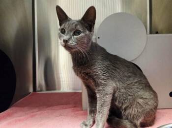 JASMINE -  Domestic Short Hair Cat for Adoption in Martinez, California - JASMINE | PetCurious