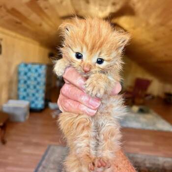 Domestic Medium Hair Cats Available for Adoption in Fredericksburg, Virginia - Royal Bloodline | PetCurious