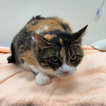 Hippie -  Domestic Short Hair Cat for Adoption in Oshkosh, Wisconsin - Hippie | PetCurious