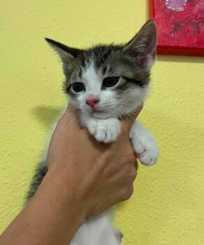 Kendall -  Domestic Short Hair Cat for Adoption in Rockwall, Texas - Kendall | PetCurious