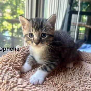 Ophelia -  Domestic Short Hair Cat for Adoption in St. Louis, Missouri - Ophelia | PetCurious