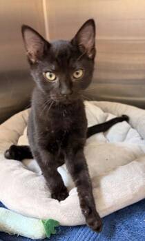 Little Debbie -  Domestic Short Hair Cat for Adoption in New Albany, Indiana - Little Debbie | PetCurious