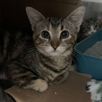 Domestic Short Hair Cats Available for Adoption - CRYO | PetCurious