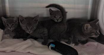 Bullhead -  Domestic Short Hair Cat for Adoption in Cape Coral, Florida - Bullhead | PetCurious