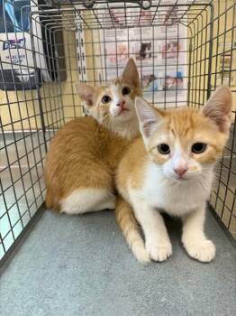 Domestic Short Hair Cats Available for Adoption - NACHO | PetCurious