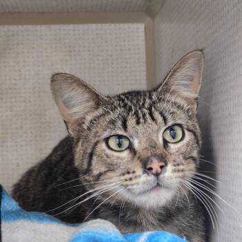 Kopper -  Domestic Short Hair Cat Available for Adoption in Graham, Texas - Kopper | PetCurious