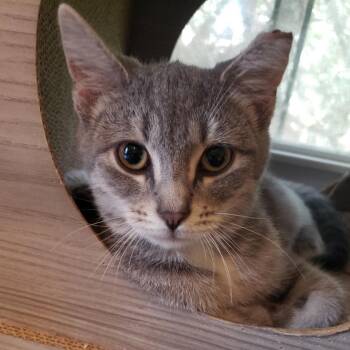 L Kiki -  Domestic Short Hair Cat for Adoption in Salt Point, New York - L Kiki | PetCurious