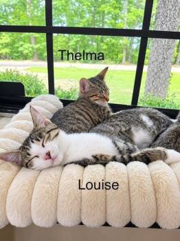 Louise -  Domestic Short Hair Cat for Adoption in Groveland, Massachusetts - Louise | PetCurious