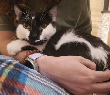 Harvie -  Domestic Short Hair Cat for Adoption in Warr Acres, Oklahoma - Harvie | PetCurious