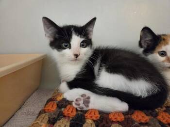 BIGGIE -  Domestic Short Hair Cat for Adoption in Salinas, California - BIGGIE | PetCurious