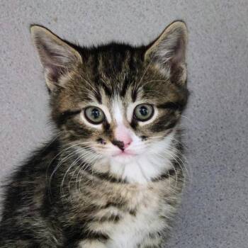 Baby Ray -  Domestic Short Hair Cat Available for Adoption in Sheridan, Wyoming - Baby Ray | PetCurious