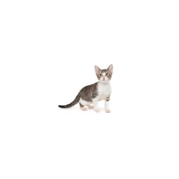 Barbeque -  Domestic Short Hair Cat for Adoption in Los Angeles, California - Barbeque | PetCurious