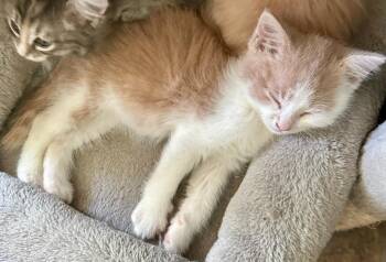 Lynx -  Domestic Short Hair Cat for Adoption in Urbandale, Iowa - Lynx | PetCurious