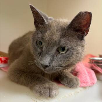 71665 -  Domestic Short Hair Cat for Adoption in Harrisonburg, Virginia - 71665 | PetCurious