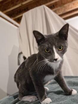 Peter -  Domestic Short Hair Cat for Adoption in Yorktown, Indiana - Peter | PetCurious