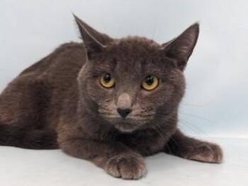 French Toast -  Domestic Short Hair Cat for Adoption in Golden Valley, Minnesota - French Toast | PetCurious
