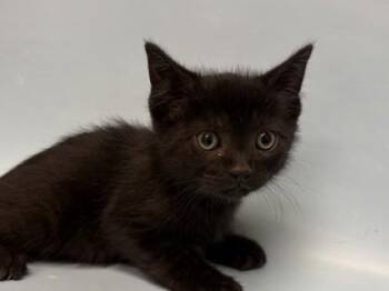 Naveen -  Domestic Short Hair Cat for Adoption in Woodbury, Minnesota - Naveen | PetCurious