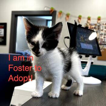 Watson -  Domestic Short Hair Cat for Adoption in Hattiesburg, Mississippi - Watson | PetCurious