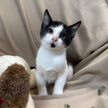 Panda -  Domestic Short Hair Cat for Adoption in Columbus, North Carolina - Panda | PetCurious