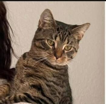 Rescue Domestic Short Hair and Tabby Cats for Adoption in Rochester Hills, Michigan - Doby | PetCurious