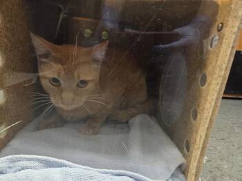 BARN CAT TUNA -  Domestic Short Hair Cat for Adoption in Kent, Washington - BARN CAT TUNA | PetCurious