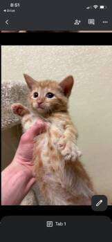 Clark -  Domestic Short Hair Cat for Adoption in Dalton, Georgia - Clark | PetCurious