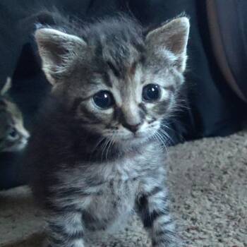 Lauper -  Domestic Short Hair Cat for Adoption in Portage, Michigan - Lauper | PetCurious